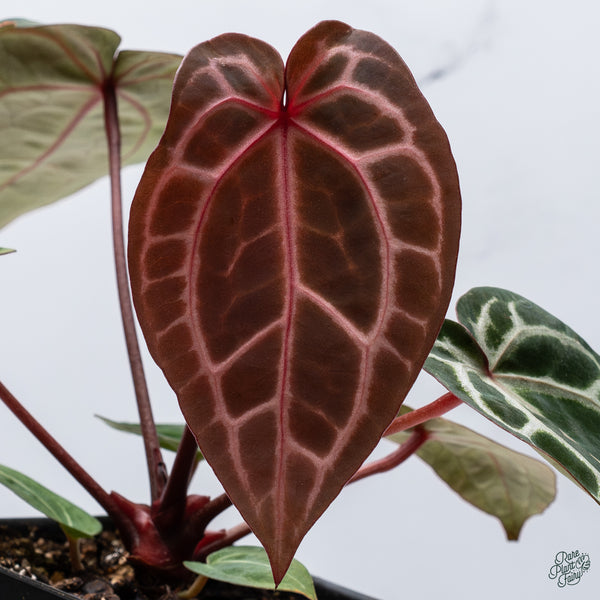 Anthurium Zara '33' x Zara '29' by DocBlock® (wk34-H) *Vibrant Emergent*