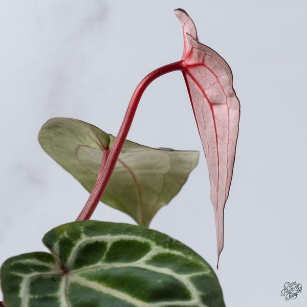 Anthurium Zara '33' x Zara '29' by DocBlock® (wk34-H) *Vibrant Emergent*