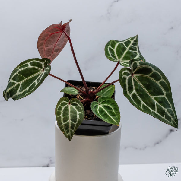 Anthurium Zara '33' x Zara '29' by DocBlock® (wk34-H) *Vibrant Emergent*