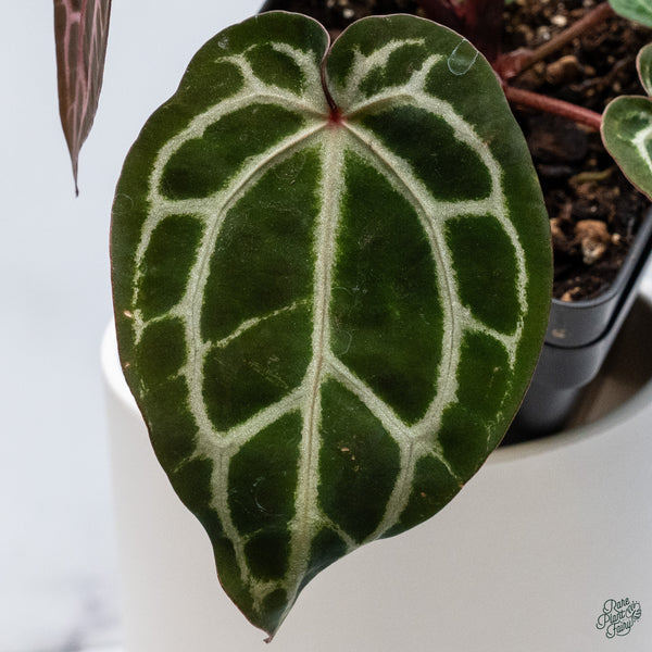 Anthurium Zara '33' x Zara '29' by DocBlock® (wk34-H) *Vibrant Emergent*