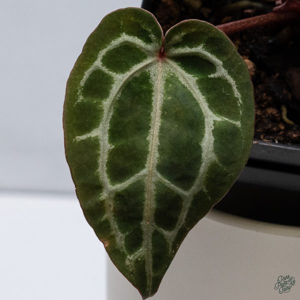 Anthurium Zara '33' x Zara '29' by DocBlock® (wk34-H) *Vibrant Emergent*