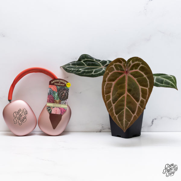 Anthurium Zara '33' x Zara '29' by DocBlock® (wk36-O) *Pink Vein Emergent*