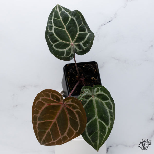 Anthurium Zara '33' x Zara '29' by DocBlock® (wk36-O) *Pink Vein Emergent*