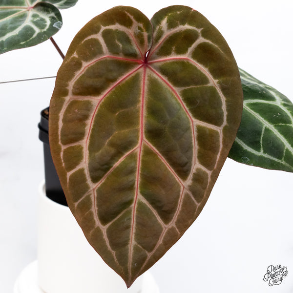 Anthurium Zara '33' x Zara '29' by DocBlock® (wk36-O) *Pink Vein Emergent*