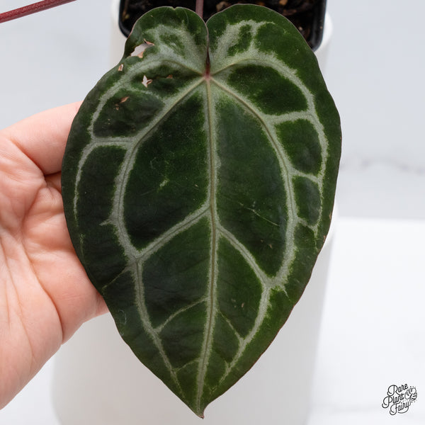 Anthurium Zara '33' x Zara '29' by DocBlock® (wk36-O) *Pink Vein Emergent*