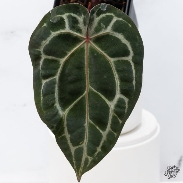 Anthurium Zara '33' x Zara '29' by DocBlock® (wk36-O) *Pink Vein Emergent*