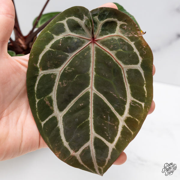 Anthurium Zara '33' x Zara '29' by DocBlock® (wk45-V)