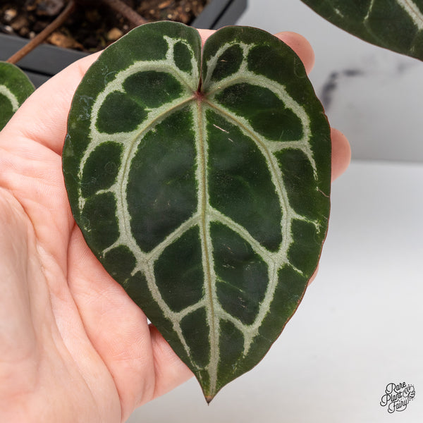 Anthurium Zara '33' x Zara '29' by DocBlock® (wk45-V)