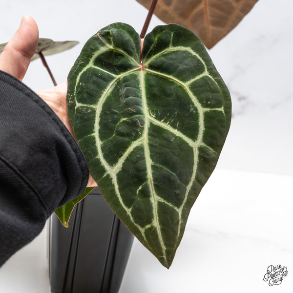 Anthurium Zara '33' x Zara '29' by DocBlock® (wk46-F)