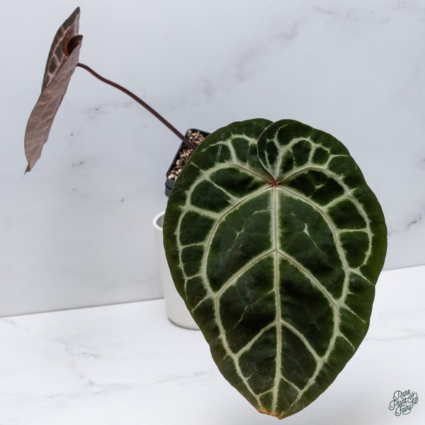 Anthurium Zara '33' x  Home, Sweet Home '32' by DocBlock® (wk34-N) *Dark and Vibrant Emergent*
