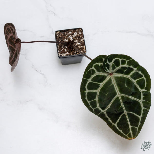 Anthurium Zara '33' x  Home, Sweet Home '32' by DocBlock® (wk34-N) *Dark and Vibrant Emergent*