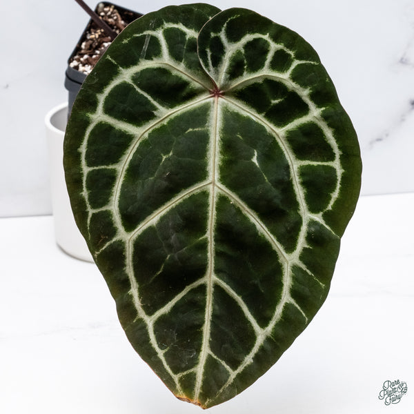 Anthurium Zara '33' x  Home, Sweet Home '32' by DocBlock® (wk34-N) *Dark and Vibrant Emergent*