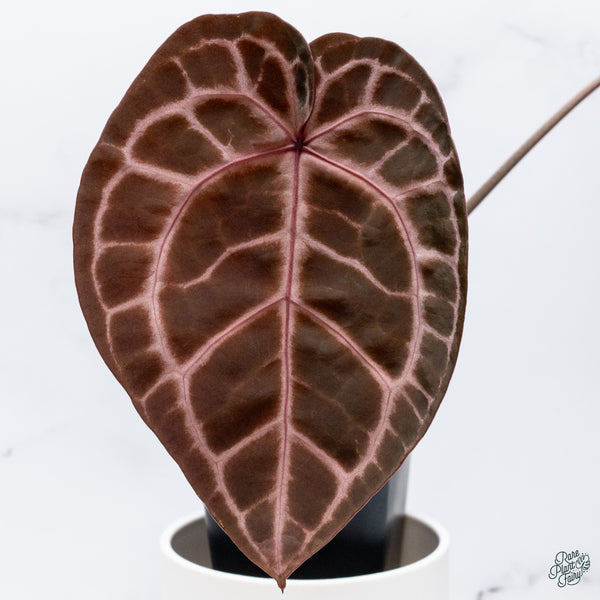 Anthurium Zara '33' x  Home, Sweet Home '32' by DocBlock® (wk34-N) *Dark and Vibrant Emergent*