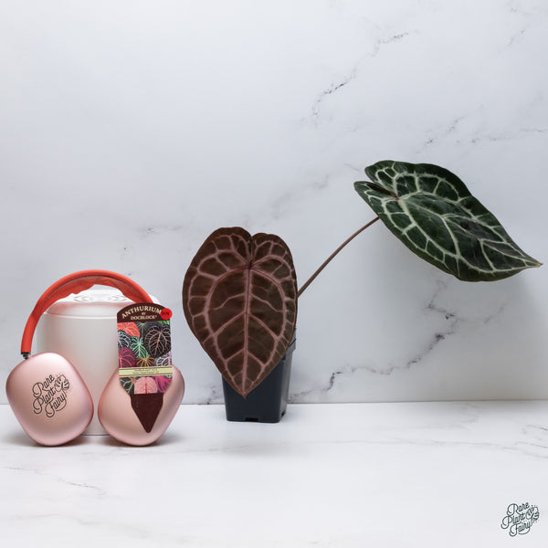 Anthurium Zara '33' x  Home, Sweet Home '32' by DocBlock® (wk34-N) *Dark and Vibrant Emergent*
