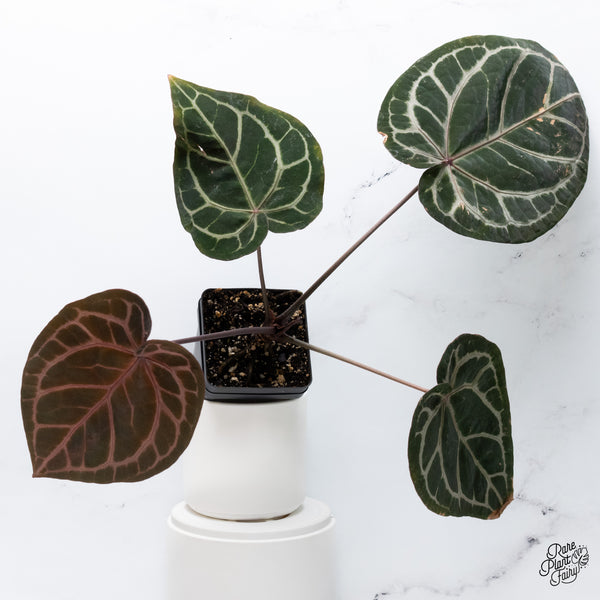 Anthurium Zara '33' x  Home, Sweet Home '32' by DocBlock® (wk36-B) *Purple Vein Emergent*