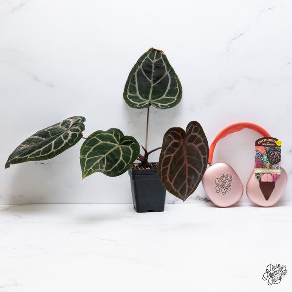 Anthurium Zara '33' x  Home, Sweet Home '32' by DocBlock® (wk36-B) *Purple Vein Emergent*