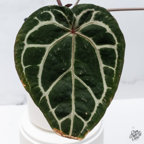 Anthurium Zara '33' x  Home, Sweet Home '32' by DocBlock® (wk36-B) *Purple Vein Emergent*