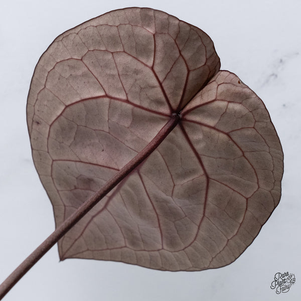 Anthurium Zara '33' x  Home, Sweet Home '32' by DocBlock® (wk36-B) *Purple Vein Emergent*