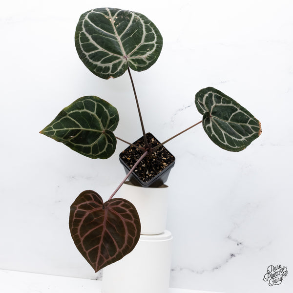 Anthurium Zara '33' x  Home, Sweet Home '32' by DocBlock® (wk36-B) *Purple Vein Emergent*