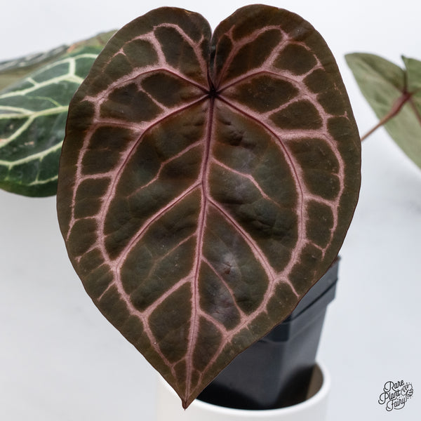 Anthurium Zara '33' x  Home, Sweet Home '32' by DocBlock® (wk36-B) *Purple Vein Emergent*