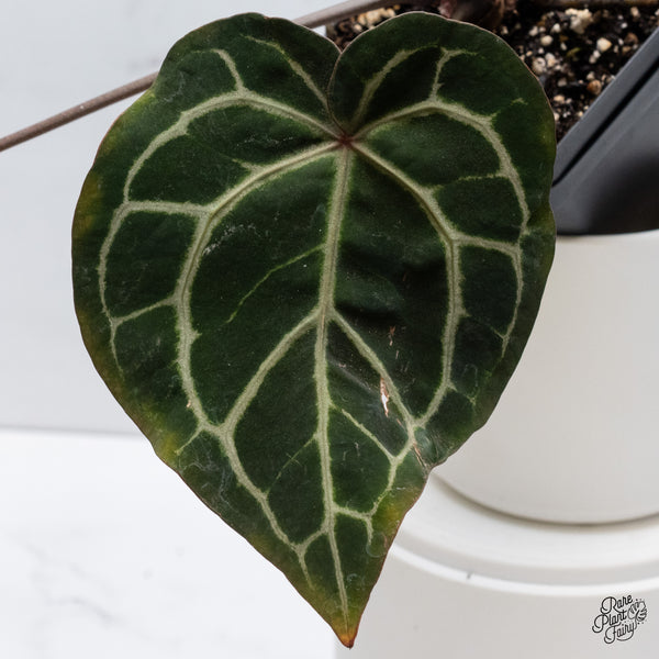 Anthurium Zara '33' x  Home, Sweet Home '32' by DocBlock® (wk36-B) *Purple Vein Emergent*