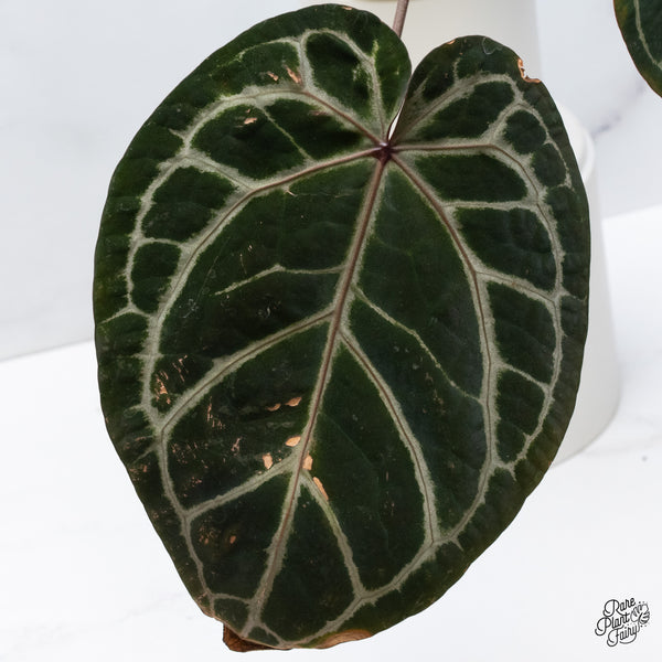 Anthurium Zara '33' x  Home, Sweet Home '32' by DocBlock® (wk36-B) *Purple Vein Emergent*