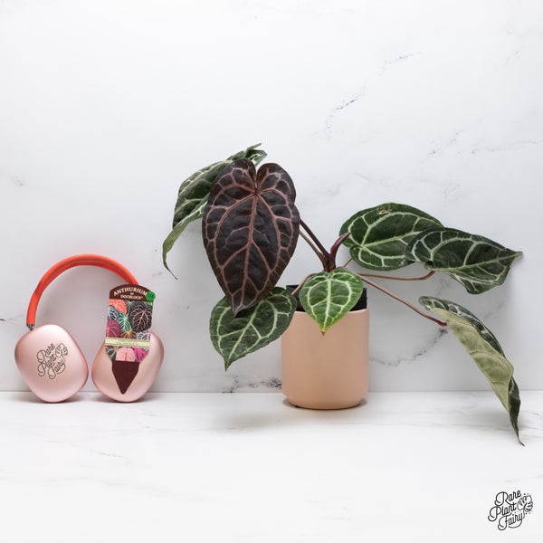 Anthurium Zara '33' x  Home, Sweet Home '32' by DocBlock® (wk37-D) *Purple Vein Emergent*