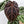 Anthurium Zara '33' x  Home, Sweet Home '32' by DocBlock® (wk37-D) *Purple Vein Emergent*