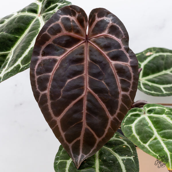 Anthurium Zara '33' x  Home, Sweet Home '32' by DocBlock® (wk37-D) *Purple Vein Emergent*