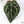 Anthurium Zara '33' x  Home, Sweet Home '32' by DocBlock® (wk37-D) *Purple Vein Emergent*