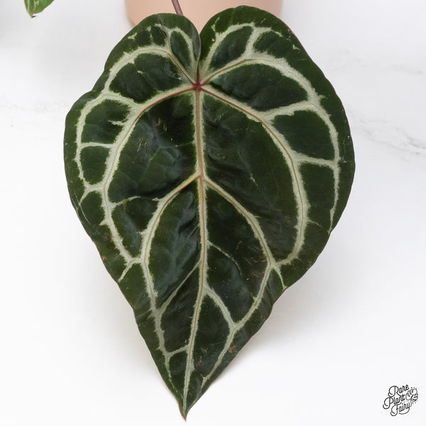 Anthurium Zara '33' x  Home, Sweet Home '32' by DocBlock® (wk37-D) *Purple Vein Emergent*
