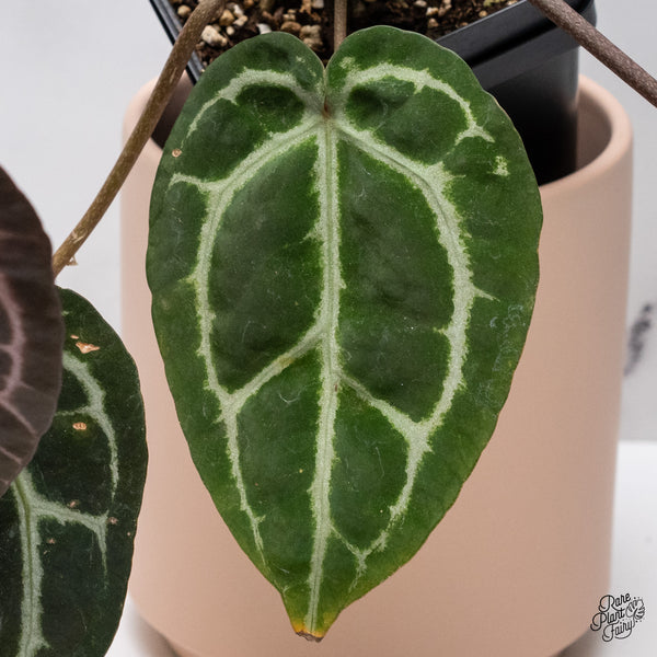 Anthurium Zara '33' x  Home, Sweet Home '32' by DocBlock® (wk37-D) *Purple Vein Emergent*
