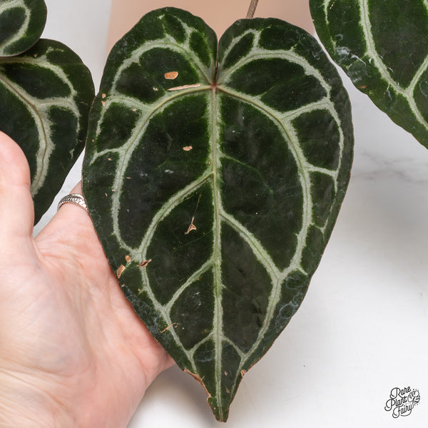 Anthurium Zara '33' x  Home, Sweet Home '32' by DocBlock® (wk37-D) *Purple Vein Emergent*