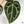 Anthurium Zara '33' x  Home, Sweet Home '32' by DocBlock® (wk37-D) *Purple Vein Emergent*
