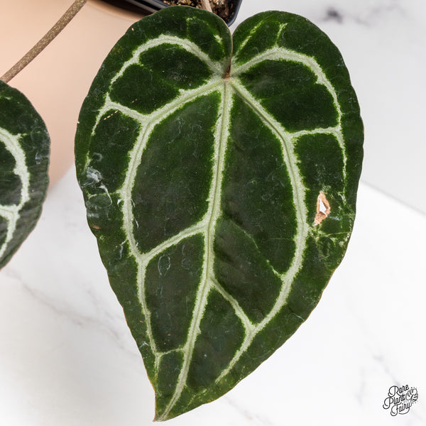 Anthurium Zara '33' x  Home, Sweet Home '32' by DocBlock® (wk37-D) *Purple Vein Emergent*