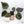 Anthurium Zara '33' x  Home, Sweet Home '32' by DocBlock® (wk37-D) *Purple Vein Emergent*