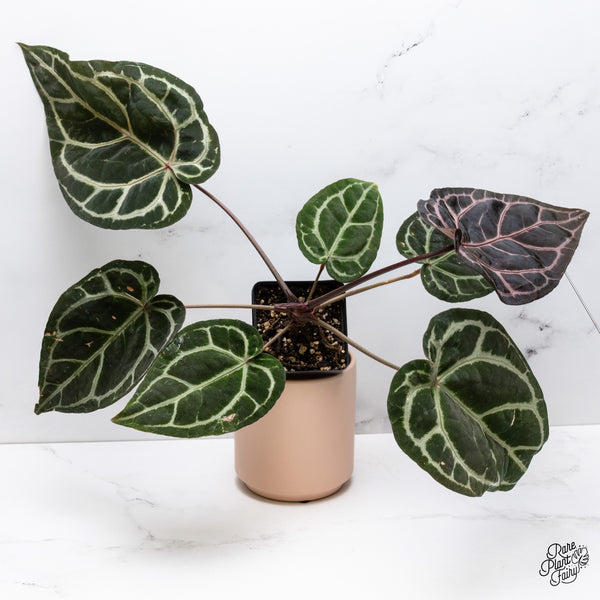 Anthurium Zara '33' x  Home, Sweet Home '32' by DocBlock® (wk37-D) *Purple Vein Emergent*