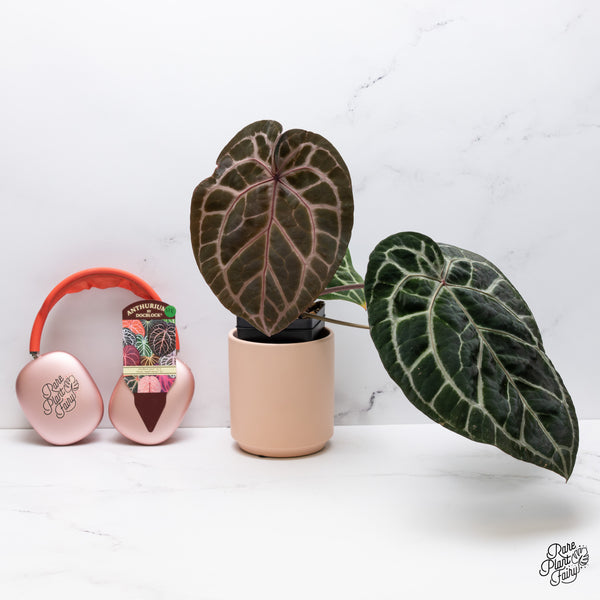Anthurium Zara '33' x  Home, Sweet Home '32' by DocBlock® (wk37-E) *Purple Vein Emergent*
