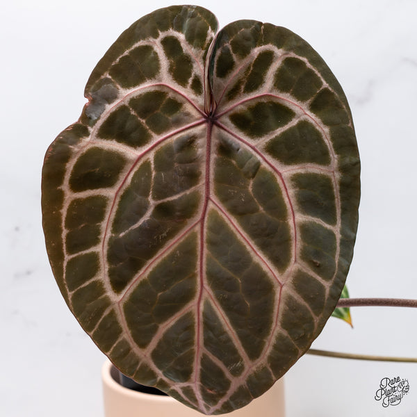 Anthurium Zara '33' x  Home, Sweet Home '32' by DocBlock® (wk37-E) *Purple Vein Emergent*