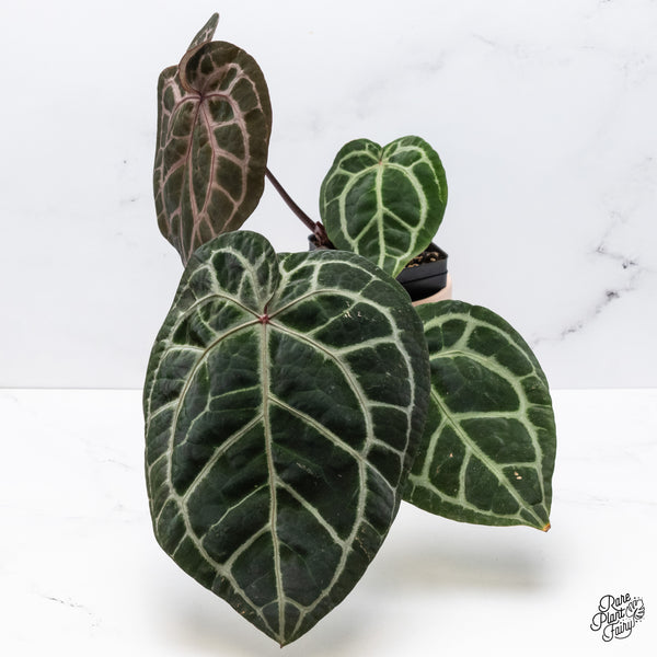 Anthurium Zara '33' x  Home, Sweet Home '32' by DocBlock® (wk37-E) *Purple Vein Emergent*