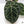 Anthurium Zara '33' x  Home, Sweet Home '32' by DocBlock® (wk37-E) *Purple Vein Emergent*