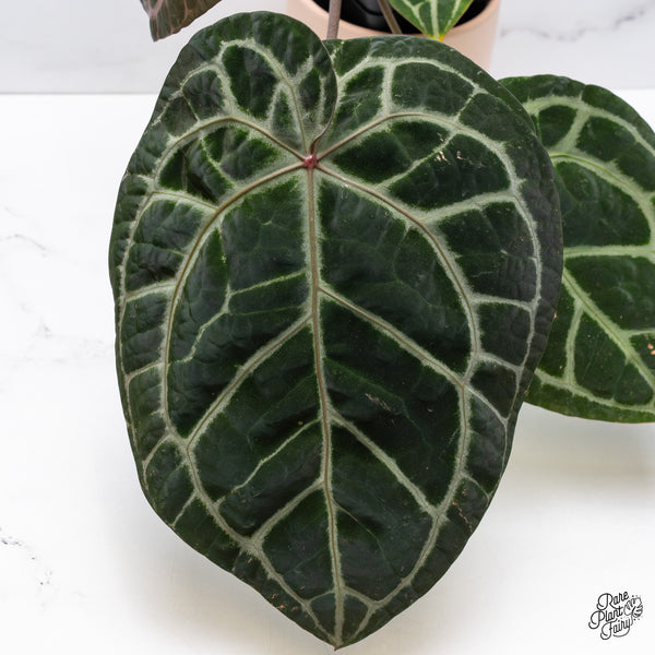 Anthurium Zara '33' x  Home, Sweet Home '32' by DocBlock® (wk37-E) *Purple Vein Emergent*