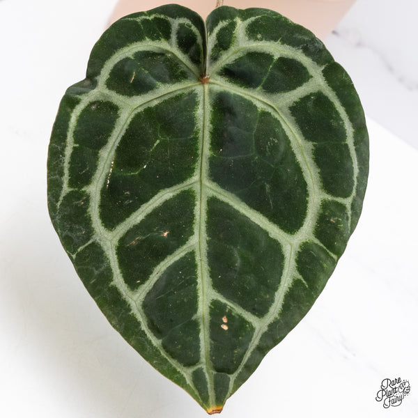 Anthurium Zara '33' x  Home, Sweet Home '32' by DocBlock® (wk37-E) *Purple Vein Emergent*