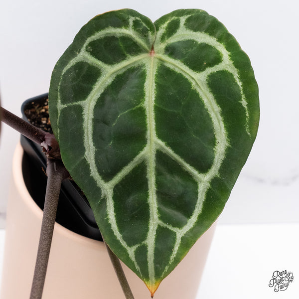 Anthurium Zara '33' x  Home, Sweet Home '32' by DocBlock® (wk37-E) *Purple Vein Emergent*