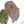 Anthurium Zara '33' x  Home, Sweet Home '32' by DocBlock® (wk37-E) *Purple Vein Emergent*