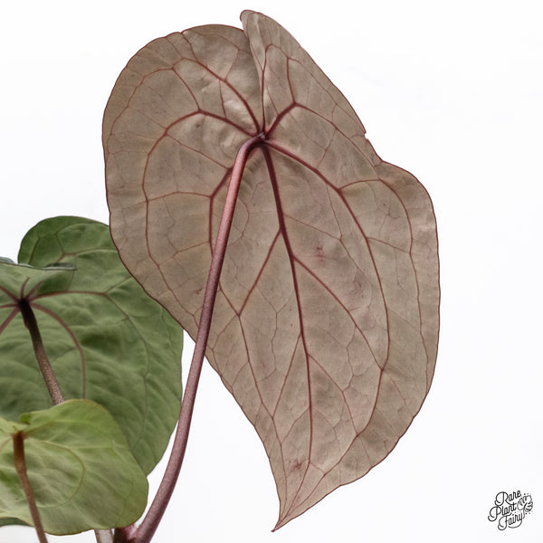 Anthurium Zara '33' x  Home, Sweet Home '32' by DocBlock® (wk37-E) *Purple Vein Emergent*