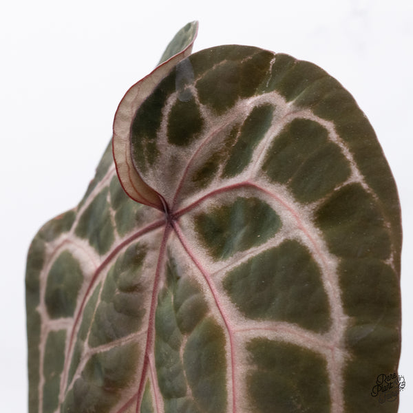 Anthurium Zara '33' x  Home, Sweet Home '32' by DocBlock® (wk37-E) *Purple Vein Emergent*