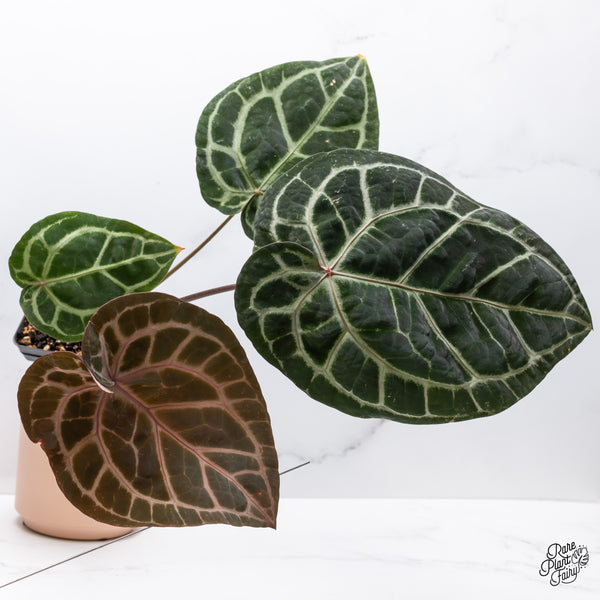 Anthurium Zara '33' x  Home, Sweet Home '32' by DocBlock® (wk37-E) *Purple Vein Emergent*