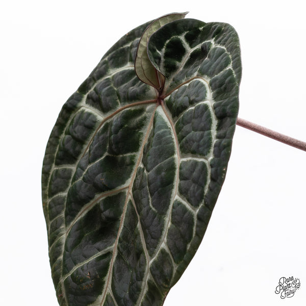 Anthurium Zara '33' x  Home, Sweet Home '32' by DocBlock® (wk37-F) *Pink Vein Emergent*