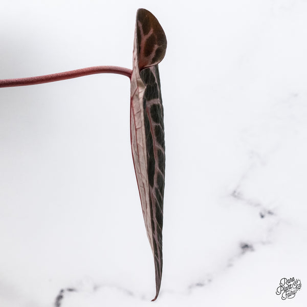 Anthurium Zara '33' x  Home, Sweet Home '32' by DocBlock® (wk37-F) *Pink Vein Emergent*